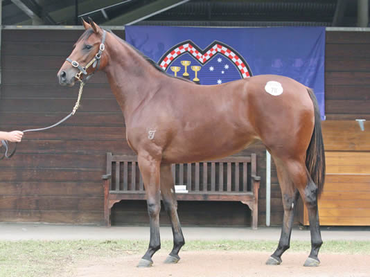 STARCRAFT/MISS LARNOO COLT
